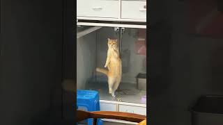 Look at me dancing sir shorts cat animals [upl. by Tisdale]