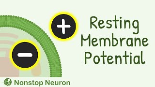 Resting Membrane Potential  How Resting Membrane Potential is Generated [upl. by Hjerpe]