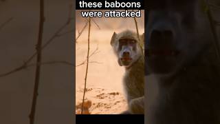 These Baboon Were Attacked shorts [upl. by Eirahcaz690]