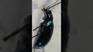 Exploring Cobalt milkweed beetle under a Microscope [upl. by Ecinrev]