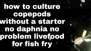 How to culture copepods without a starter food for fish fry no daphnia no problem [upl. by Lainad342]