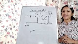 class 7 NCERT Ch Reproduction in Plants Asexual reproduction Spore Formation [upl. by Ainnos]