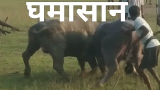 Ghamasan Ropok  Paharpur Barhait  Sahibganj  New Santali Video 2024 [upl. by Bledsoe]