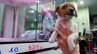 5236 Jack Russell hembra [upl. by Ahsieni]