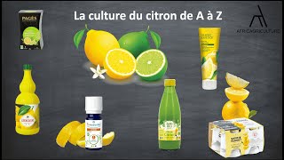 Réussir la culture du citron de A à Z allant de la pépinière à la plantation [upl. by Kermy]