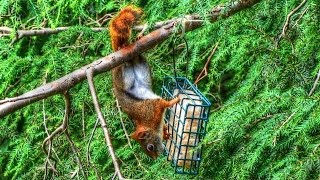 Red Squirrel Raids Suet Bird Feeder [upl. by Ruben361]