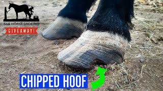 TRIMMING a RESCUE horse with CHRONIC LAMINITIS  LONG HOOVES   GIVEAWAY [upl. by Macnamara]