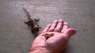 Hand feeding our resident Western Fence lizards [upl. by Okihcim]