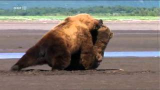 Serious confrontation of male Alaska Brown Bears in Grizzly Man 2005 [upl. by Strage]