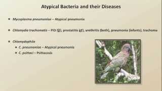 Antibiotics for Atypical Infections Antibiotics  Lecture 7 [upl. by Chaney9]