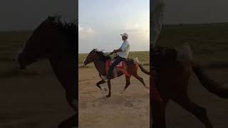 REWALCHAALrewalchalhorsekutchhorseracekutchisindhihorseviralshortviralreelsviralshort [upl. by Eibrik]