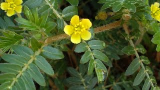 Tribulus terrestris Tribolo medicinal herb [upl. by Anthe]