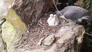 Nesting Peregrines [upl. by Haswell770]