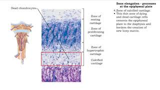 Bone elongation  processes at the epiphyseal plate [upl. by Lehcin113]