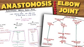 Anastomosis Around Elbow Joint  Elbow Joint Anatomy 34 [upl. by Keldah]