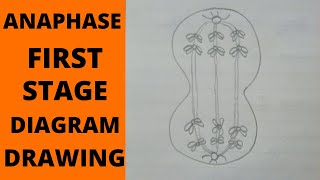 Anaphase 1 Stage  How to Draw Anaphase 1 Stages of Meiosis  What is Anaphase and Anaphase 1 Stage [upl. by Ahsikat124]