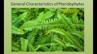 General Characteristics of Pteridophytes  For BSc and MSc  ALL ABOUT BIOLOGY  BY JYOTI VERMA [upl. by Mallina]