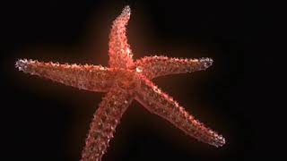 Echinoderm Animation  Sea Star Body Plan [upl. by Ojok]