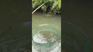 He has caught group of koi and carp fish by using netNet fishing must watch the resultnetfishing [upl. by Biancha]