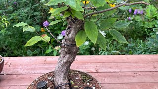 Hophornbeam  Ostrya virginiana  Bonsai tree [upl. by Ariec924]