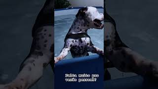 Chega logo verão music love dance cover pets [upl. by Fawnia]