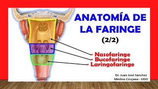 ANATOMIA DA BOCA  SISTEMA DIGESTÃ“RIO CAVIDADE ORAL E SUAS ESTRUTURAS  ANATOMIA HUMANA [upl. by Perla201]