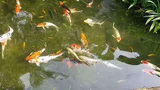 Beautiful colorful fishes Moonfish goldfish  Jurong Park Singapore [upl. by Werda]