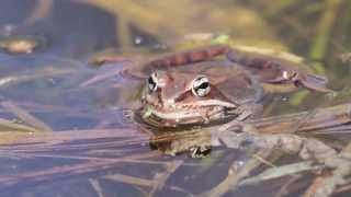 Wood Frog calling [upl. by Hardi]