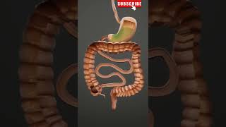 How Digestion Occurs  3D Animation  Human Digestive System human fyp shorts [upl. by Avaria983]