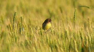 黄胸鹀 Yellowbreasted Bunting [upl. by Kerat285]