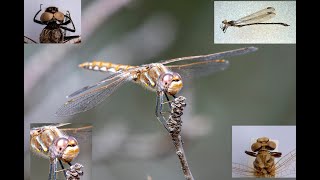 Dragonflies Odonata Learn to Identify Three Families [upl. by Larrej]