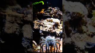 Theraposa stirmi sling babyspider baby tarantula shorts [upl. by Joelle]