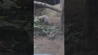 穿山甲PangolinTaipei Zoo [upl. by Nador]