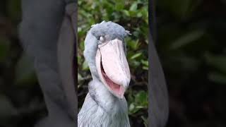 Shoebill Stork  Shoebill Sounds Like Machine Gun shoebill shoebillstork birds 1minuteknowledge [upl. by Grider]