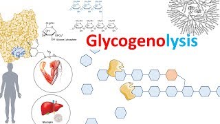 Glycogenolysis and its regulation [upl. by Yrogreg]