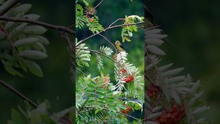 Why Scarlet Tanagers are the Coolest Birds [upl. by Marquez177]