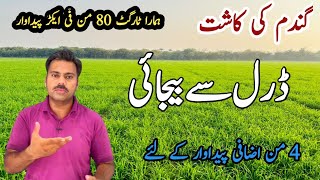 Wheat seed drill sowing and broadcasting methods comparison  Wheat cultivation  Abid Ali Agrarian [upl. by Proudman]