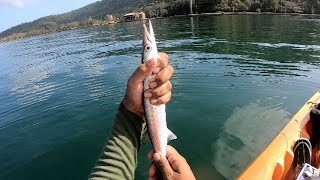 CATCH CLEAN amp COOK  Kayak Fishing For My Breakfast BIG Bachine Lesser Barracuda On A Handline [upl. by Florrie]