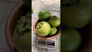 Black sapote 2 kg 1 jt shorts [upl. by Macrae688]