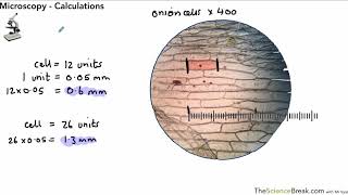 Microscopy Calculations For AQA 91 GCSE Biology and Trilogy Combined Science [upl. by Rimola]