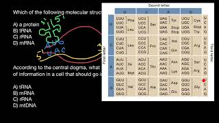 DNA mRNA Codons [upl. by Edialeda357]