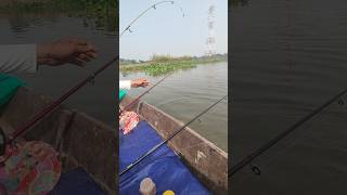 Mrigal Fishing shorts shortsfeed shortvideo short [upl. by Sherrod]