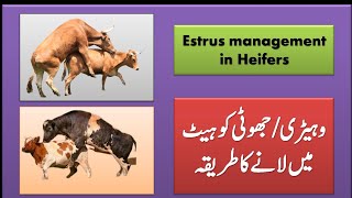 How to bring Heifers into HeatVehriHeifer ko heat main lane ka tariqa [upl. by Goodill]