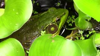 green frog call [upl. by Thoma504]