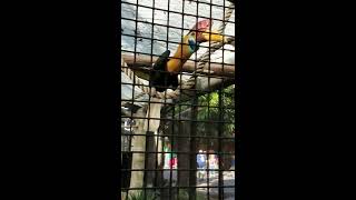 Cute RedKnobbed HornBill in Busch GardensTampa FLHD [upl. by Idolem492]