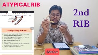 Second Rib Anatomy Bangla Demo [upl. by Debra867]