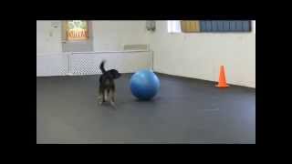 Wag It Games Dog Ball All Trial Levels [upl. by Noellyn]