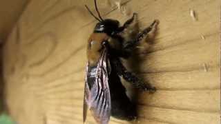 EASTERN CARPENTER BEE CLOSE UP in HD [upl. by Hseyaj]