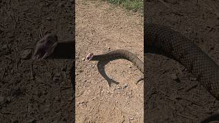 BIG COTTON MOUTH STRIKES sammoore138 snake [upl. by Harlin257]