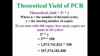 Theoretical Yield of PCR Animation [upl. by Gnos232]